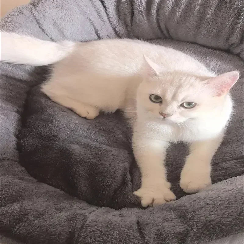 Luxury Cotton Pet Bed for Dogs & Cats – Comfortable, Breathable & Easy to Clean