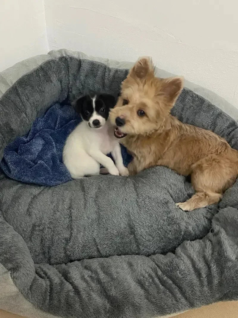 Luxury Cotton Pet Bed for Dogs & Cats – Comfortable, Breathable & Easy to Clean