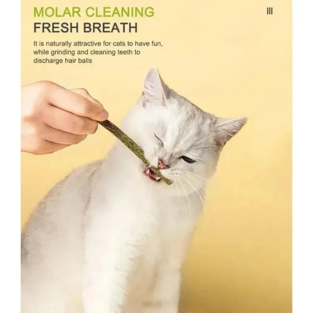 Silvervine Cat Sticks for Teeth Cleaning | Natural Cat Chew Toys UK